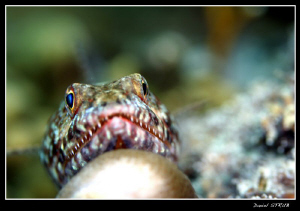 Lizard fish resting ... by Daniel Strub 